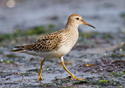 Calidris melanotos